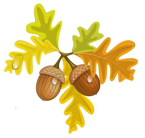 Download Acorn PNG Image for Free | Clip art, Autumn leaves, Free clip art