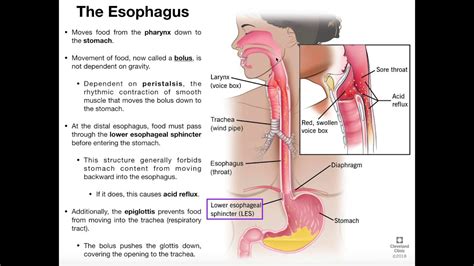 Anatomy & Physiology of the Esophagus - YouTube