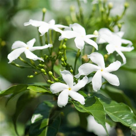 Jasmine Flower Plant