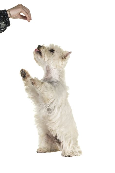 Westie Training Tips: How to Teach Your Westie Basic Commands - Terrier ...