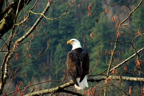 Amerikaanse zeearend: alles wat je wilt weten | Wild van Freek