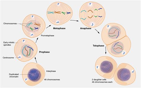 Cancer Origin Identified by Scientists Through Cell “Surgery”