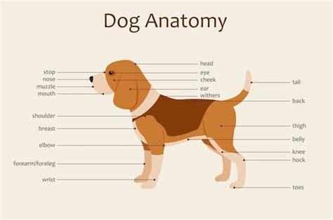 A-Visual-Guide-to-Dog-Anatomy-Muscle-Organ-Skeletal.jpg - Dogs Addict