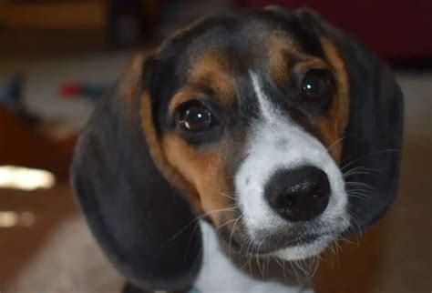 Pocket Beagle Pros And Cons - Complete Owners Guide - The Pet Well