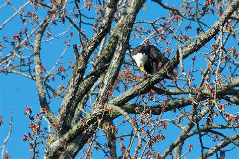 Bald Eagle Eating a Fish - Duncan.co