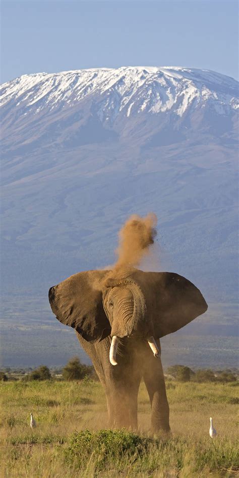 An elephant with Mount Kilimanjaro in the background. Original Travel ...