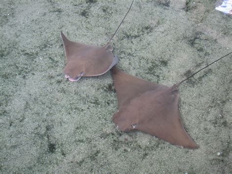 Manta ray pups. | Flickr - Photo Sharing!