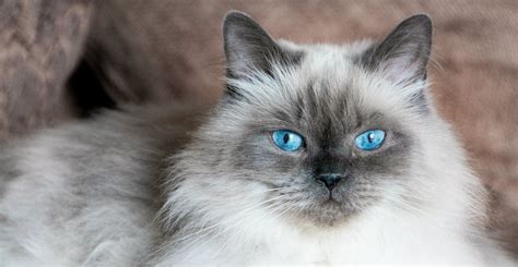 Himalayan Cat - Trouble & Trix Cat Breed Guide