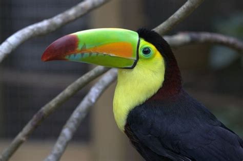 Keel-Billed Toucans, the Beautiful National Birds of Belize — Inspire ...