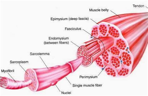 Notes Muscles