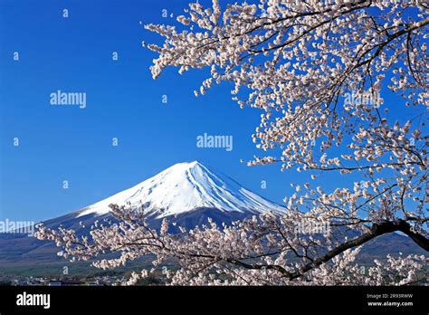 Fuji and cherry blossom from kawaguchi lake Stock Photo - Alamy