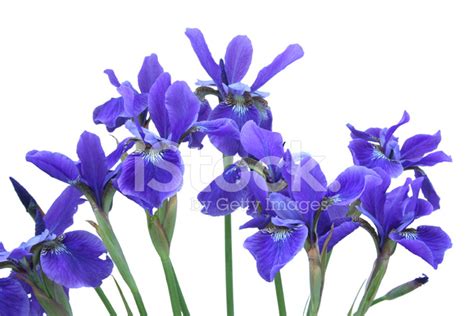 Blue Iris Bouquet Stock Photo | Royalty-Free | FreeImages