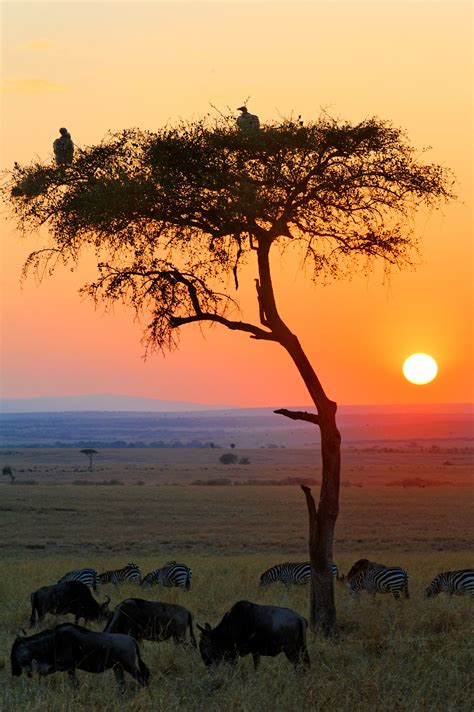 Sunrise in the African Savannah by Fly Traveler - Photo 56735228 / 500px