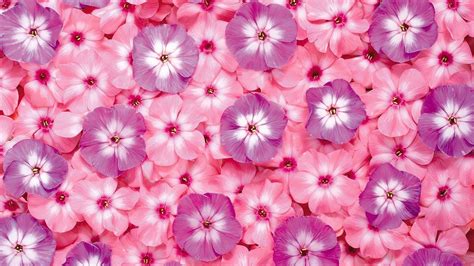 Pink Flowers Wallpapers - Wallpaper Cave