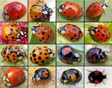 Types of Ladybugs - All About Ladybugs