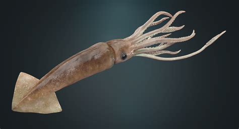 Giant Squid :: Behance