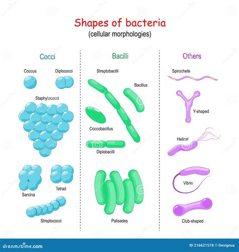 Different Morphology Of Bacteria