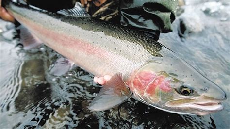 Kelt program aims to rehabilitate repeat steelhead spawners