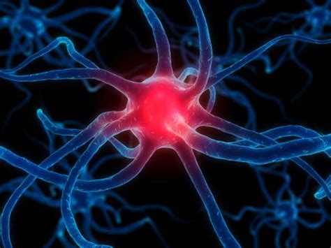 Medical Pictures Info – Nerve Cell