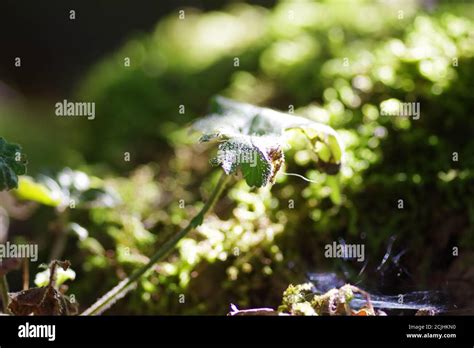 The diversity of nature Stock Photo - Alamy