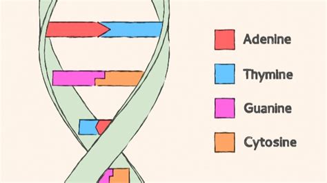 Hydrogen Bond in DNA - Techiescientist