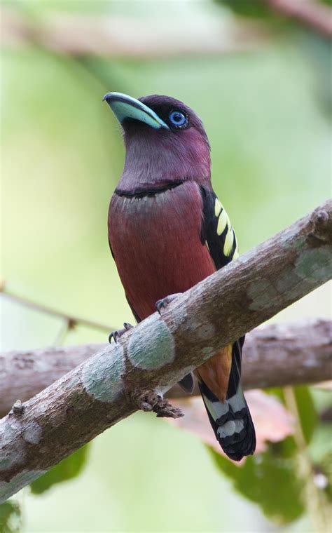 Banded broadbill (Eurylaimus javanicus)