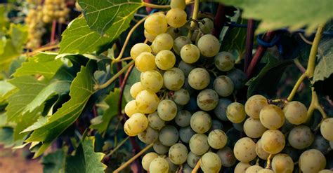 Green Grapes in Vine · Free Stock Photo