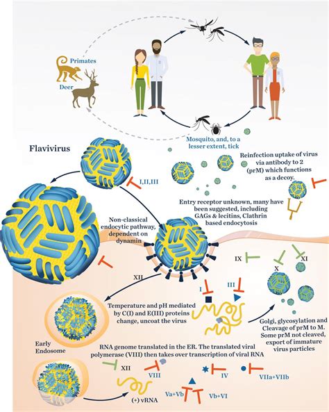 Flaviviridae life cycle [IMAGE] | EurekAlert! Science News Releases