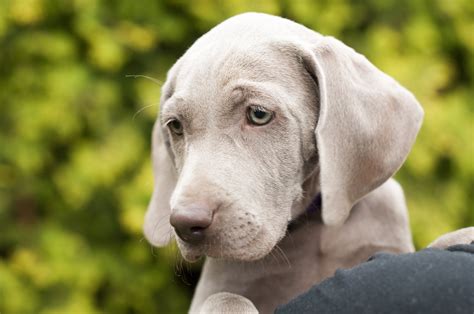 grey weimaraner puppy free image | Peakpx