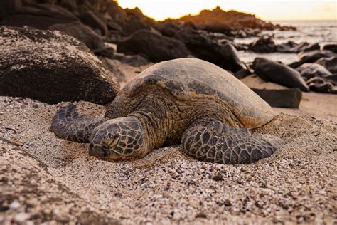 Clearing the Way for Sea Turtles - Wildlife Conservation Network