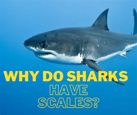 Why Do Sharks Have Scales? - Petyfied