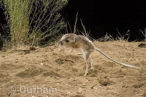 Kangaroo Rat Facts | Behavior, Diet, Habitat, Reproduction - Animals Time