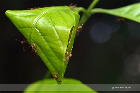 Weaver Ant Nest - Singapore Geographic