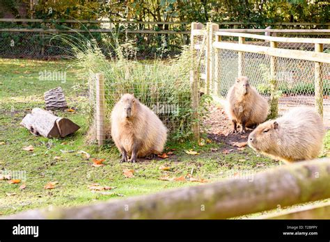 A group of three capybaras relaxing in their enclosure Stock Photo - Alamy