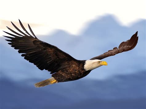 Meaning of Eagle Spirit Animal - Wild Gratitude