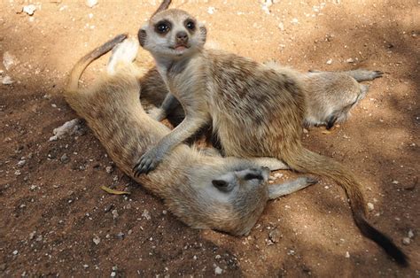 sleeping meerkat babies | Flickr - Photo Sharing!