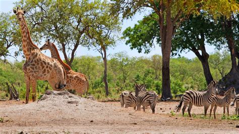 Wildlife Conservation Volunteer Projects in South Africa | Oyster Worldwide