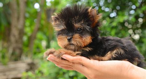 Teacup Yorkie - A Guide To The World's Smallest Dog