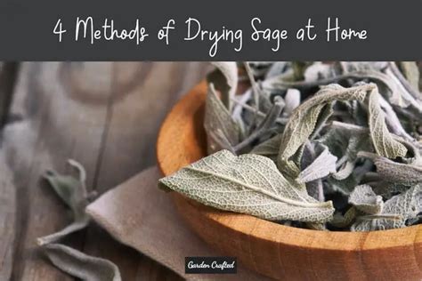 4 Methods of Drying Sage at Home - Garden Crafted