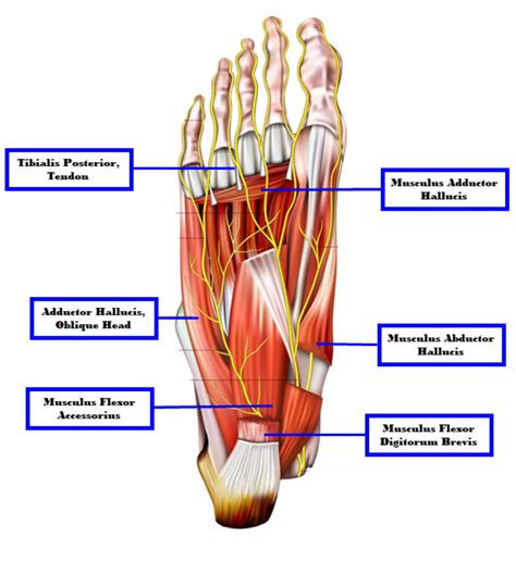 Foot Tendon Anatomy Diagram