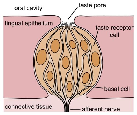 Taste Buds on the Human Tongue | Healthhype.com