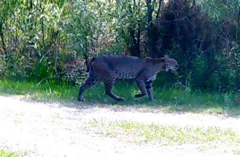 black bobcat cubs | Jacqui Thurlow-Lippisch