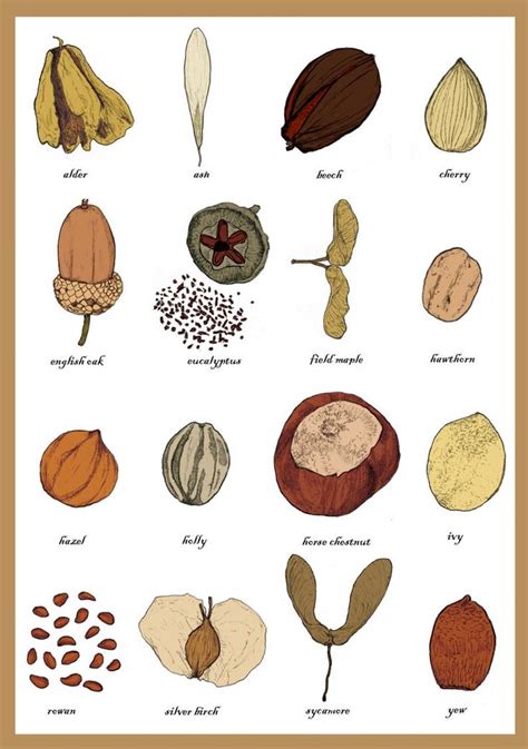 Seeds Greetings Card Identification Chart Spermology Study of Seeds ...