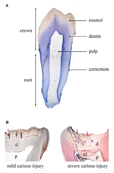 Tooth Histology Labeled