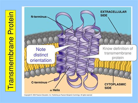 PPT - Chapter 7: Membrane Structure and Function PowerPoint ...