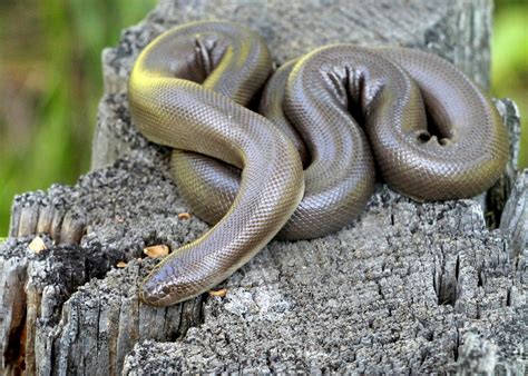 Snakes in the snow: The resilience of the rubber boa - Earth.com