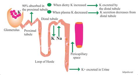 Electrolytes – Part 1 – Potassium (K+) Blood – Labpedia.net