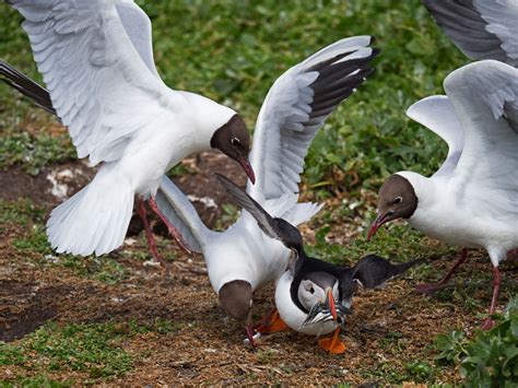 SEABIRDS OF THE FARNE ISLANDS | Zoom Photo Tours