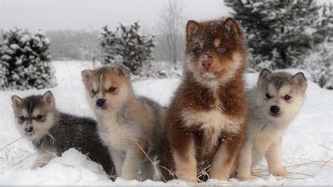 Download Baby Animal Snow Winter Cute Puppy Siberian Husky Dog Animal ...