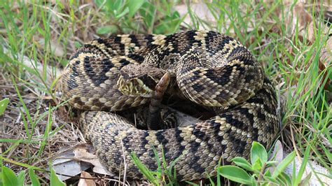 Eastern Diamond-backed Rattlesnake – Florida Snake ID Guide